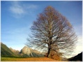 Baum Steinerkogel mit Kolm im Hintergrund