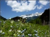 Bodenalm Zillergrund