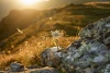 Edelweiss im Abendlicht