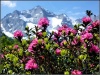 Alpenrosen auf der Bodenalm