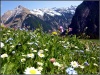 Blumenwiese bei Innerböden