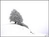 Baum im Schnee